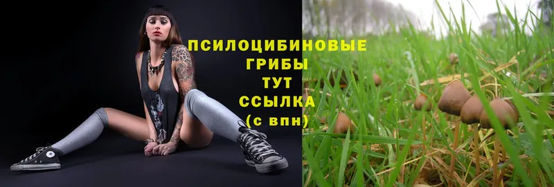 Псилоцибиновые грибы Psilocybe  Карачев 